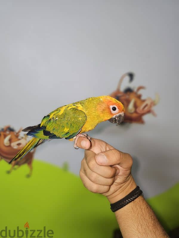 ببغاء/ بغبغان صن كنيور / صن كونيور اليف 6 months parrot 2