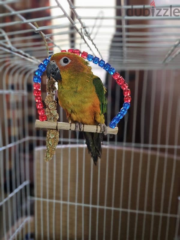 ببغاء/ بغبغان صن كنيور / صن كونيور اليف 6 months parrot 3