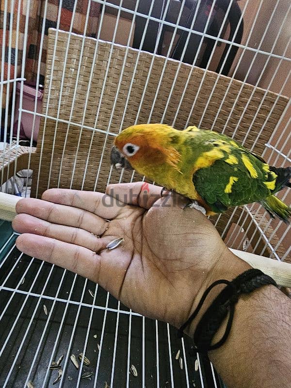 ببغاء/ بغبغان صن كنيور / صن كونيور اليف 6 months parrot 5