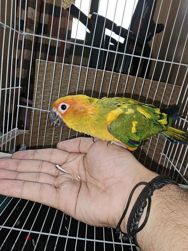 ببغاء/ بغبغان صن كنيور / صن كونيور اليف 6 months parrot 7