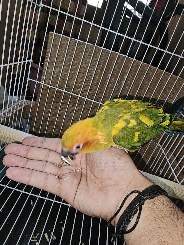 ببغاء/ بغبغان صن كنيور / صن كونيور اليف 6 months parrot 10