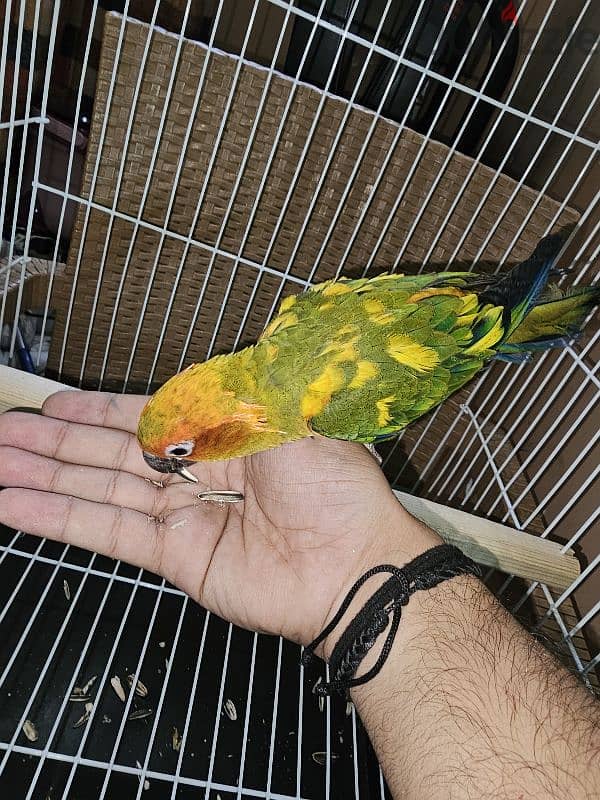 ببغاء/ بغبغان صن كنيور / صن كونيور اليف 6 months parrot 12