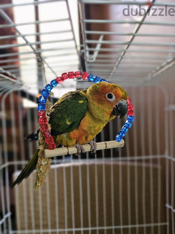 ببغاء/ بغبغان صن كنيور / صن كونيور اليف 6 months parrot 13