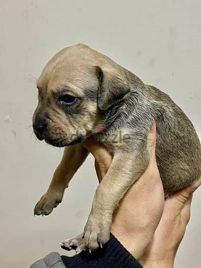 بريسا كناريو presa canario