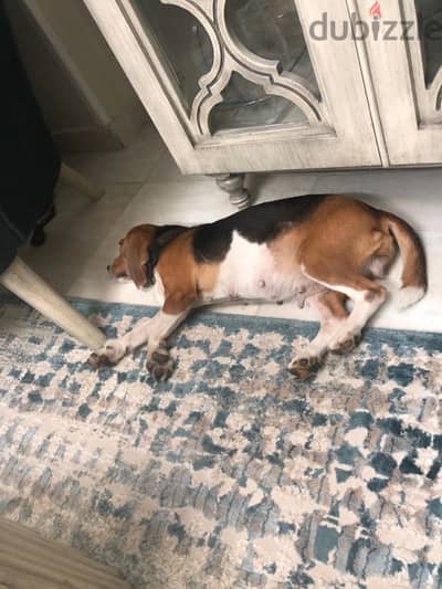 Female Beagle - كلبة بيجل