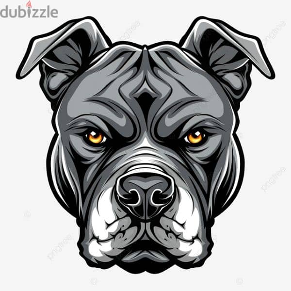 مـطـلوب ذڪر Pit bull للزواج مـن أنثى Pit bull 1