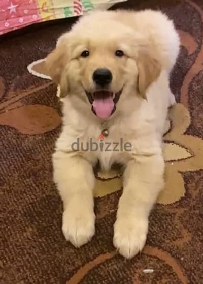 Golden Retriever male puppy