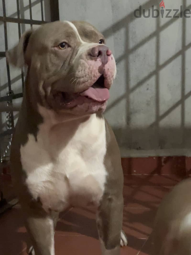 American classic bully Female red nose blue eyes pitbull 1