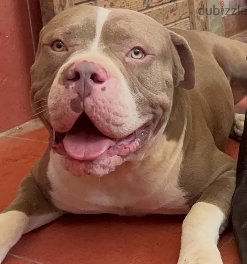 American classic bully Female red nose blue eyes pitbull 2