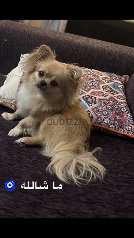 Mix Pomeranian and chihuahua للتزاوج فقط ليس للتبني نهائياً 0