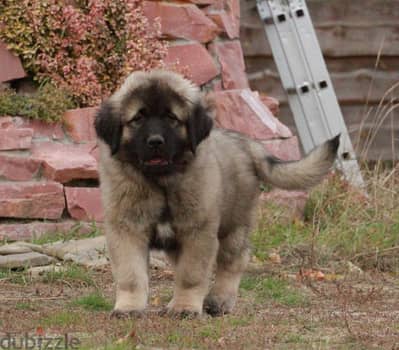 Caucasian Shepherd Dog For Sale With FCI Pedigree