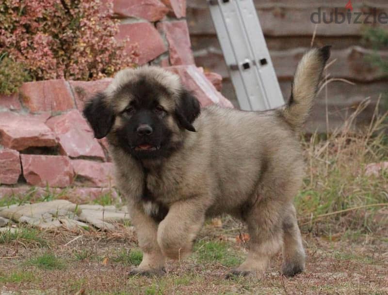 Caucasian Shepherd Dog For Sale With FCI Pedigree 1