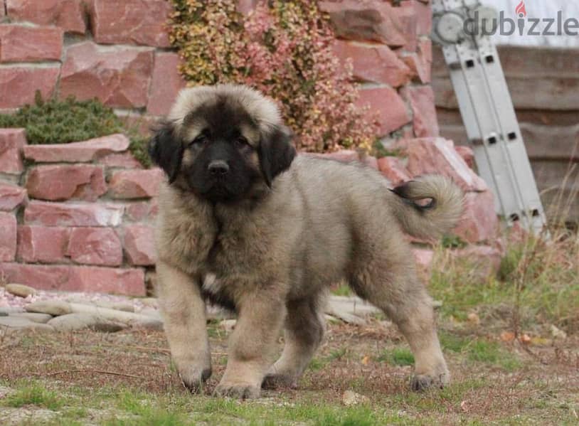 Caucasian Shepherd Dog For Sale With FCI Pedigree 2