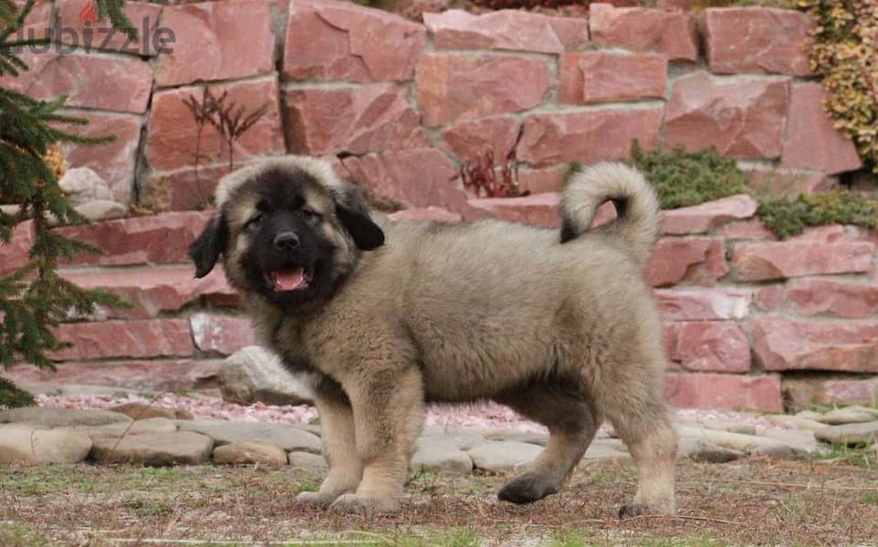 Caucasian Shepherd Dog For Sale With FCI Pedigree 3