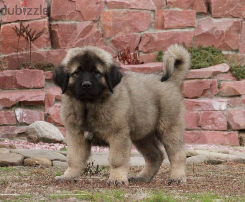 Caucasian Shepherd Dog For Sale With FCI Pedigree 4