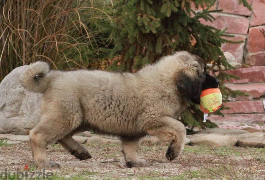 Caucasian Shepherd Dog For Sale With FCI Pedigree 5