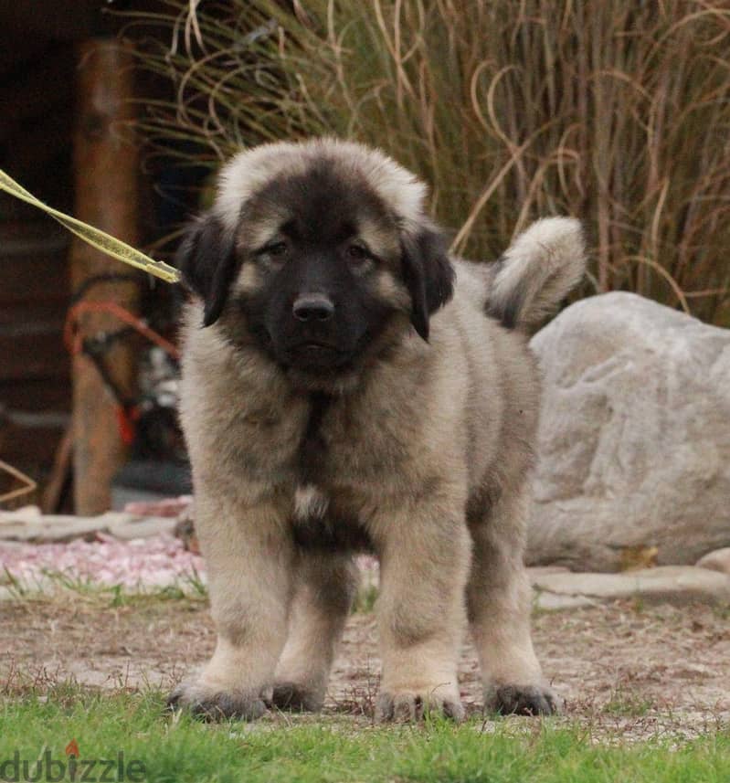 Caucasian Shepherd Dog For Sale With FCI Pedigree 6