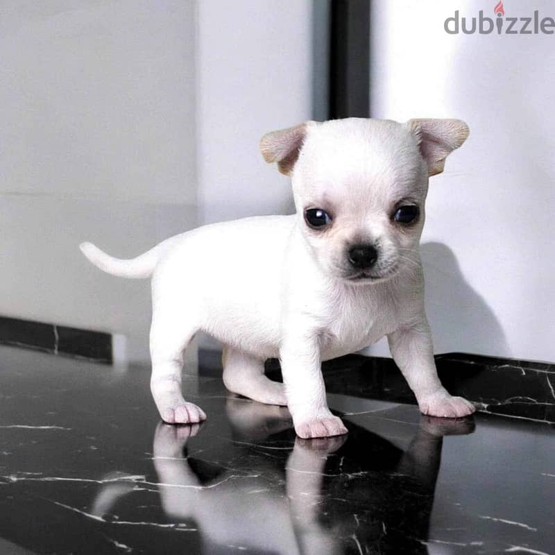 chihuahua puppy Dog For Sale From Europe With All Documents 1