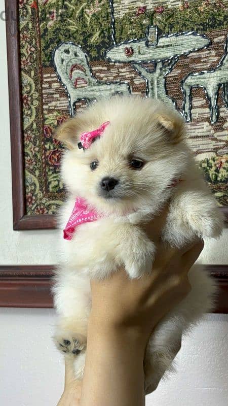 Pomeranian بومرينيان 2