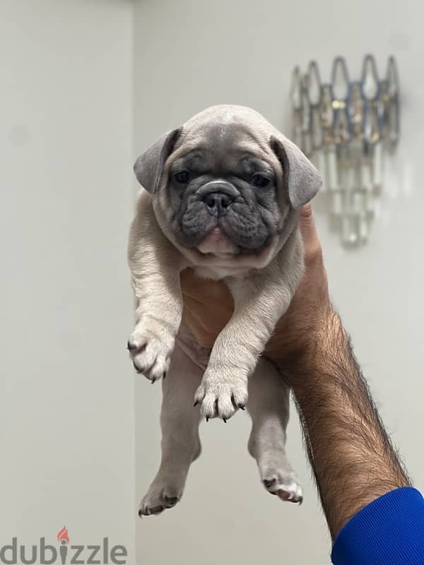 French bulldog فرينش بولدوج 1