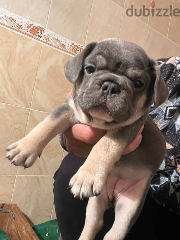 French bulldog فرينش بولدوج 2