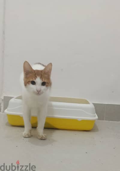 super cute stray male cat for adoption