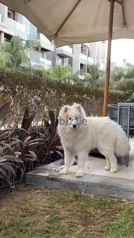 samoyed 8 months 0