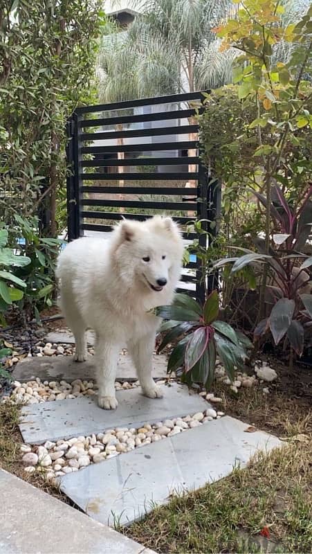 samoyed 8 months 1