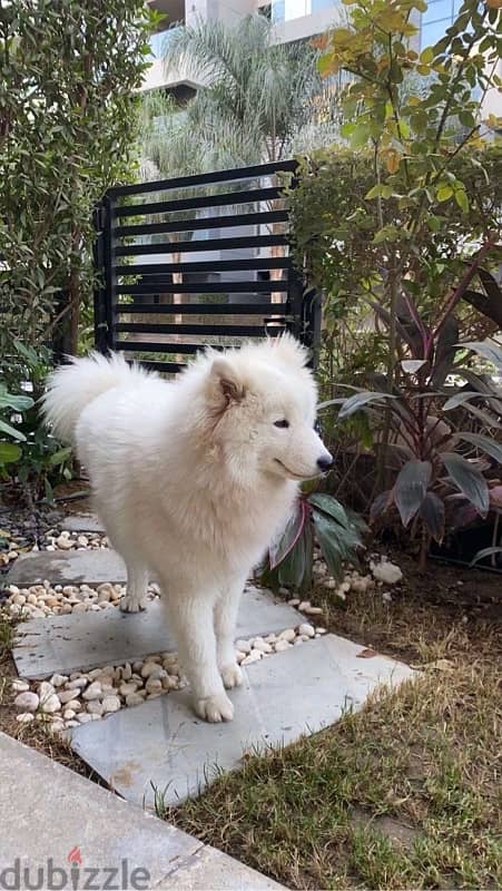 samoyed 8 months 2