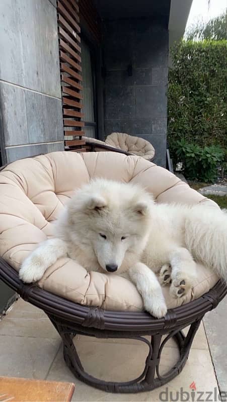 samoyed 8 months 3