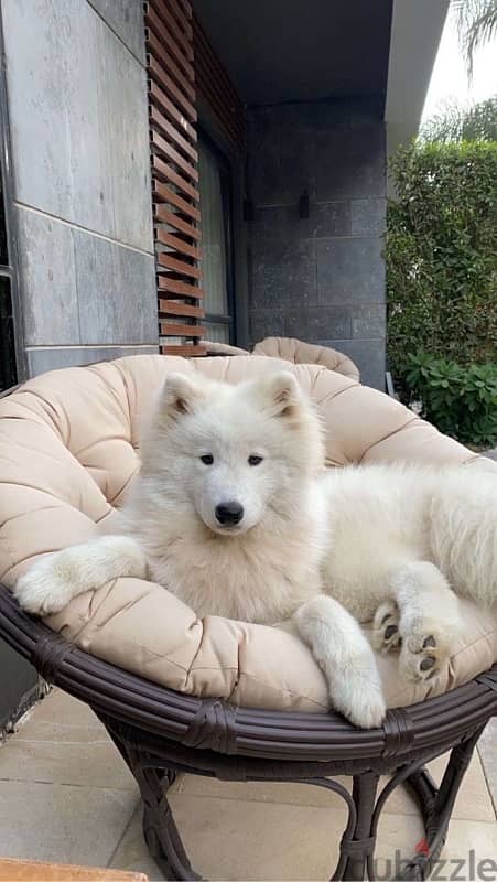 samoyed 8 months 4