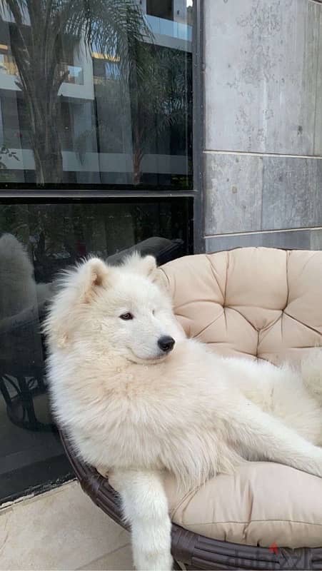 samoyed 8 months 5