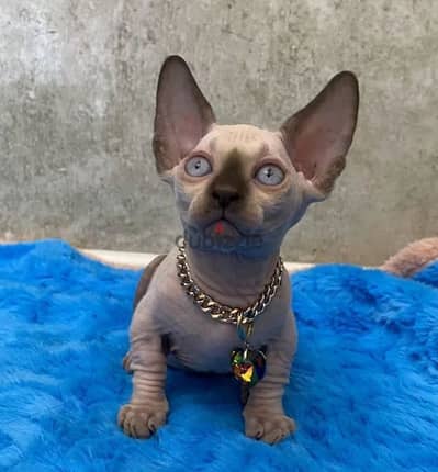 Candian sphynx Kittens looking for a loving family from Russia