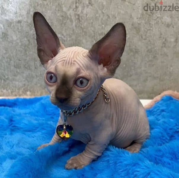 Candian sphynx Kittens looking for a loving family from Russia 1