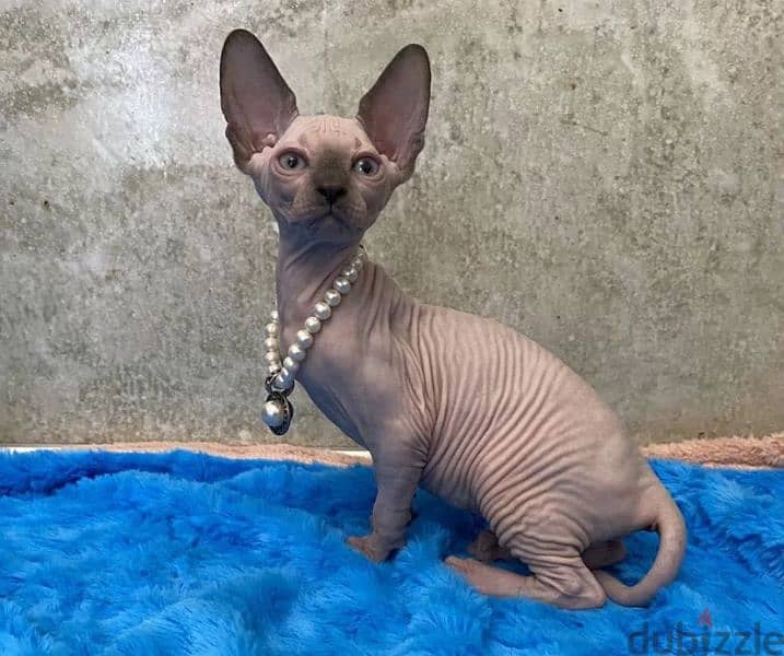 Candian sphynx Kittens looking for a loving family from Russia 2