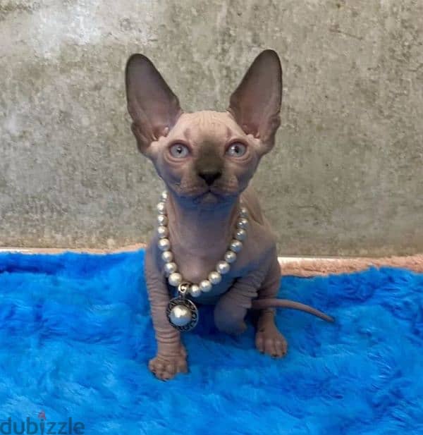 Candian sphynx Kittens looking for a loving family from Russia 3