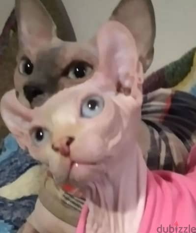 Candian sphynx Kitten female from Russia