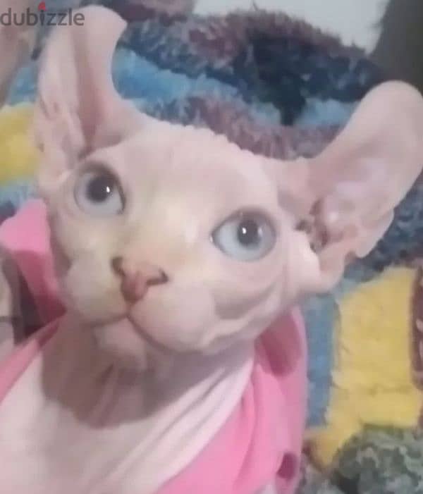 Candian sphynx Kitten female from Russia 1