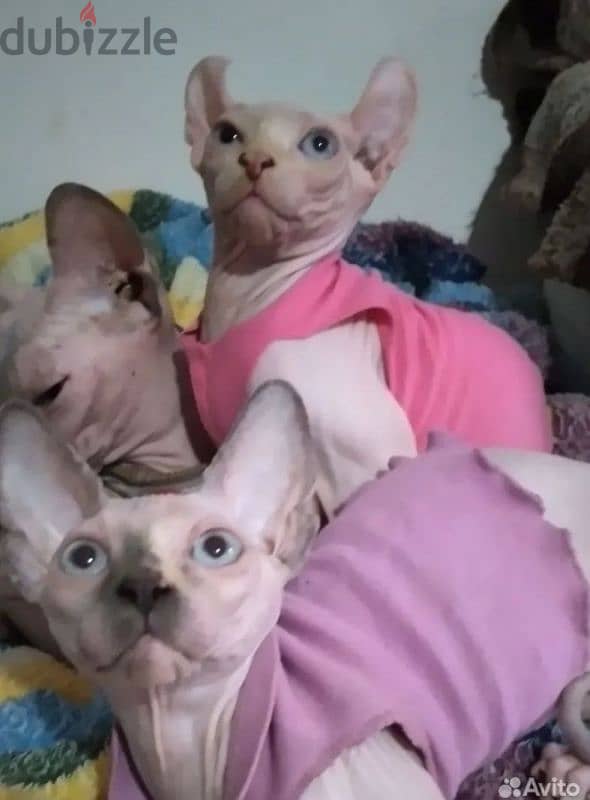 Candian sphynx Kitten female from Russia 2