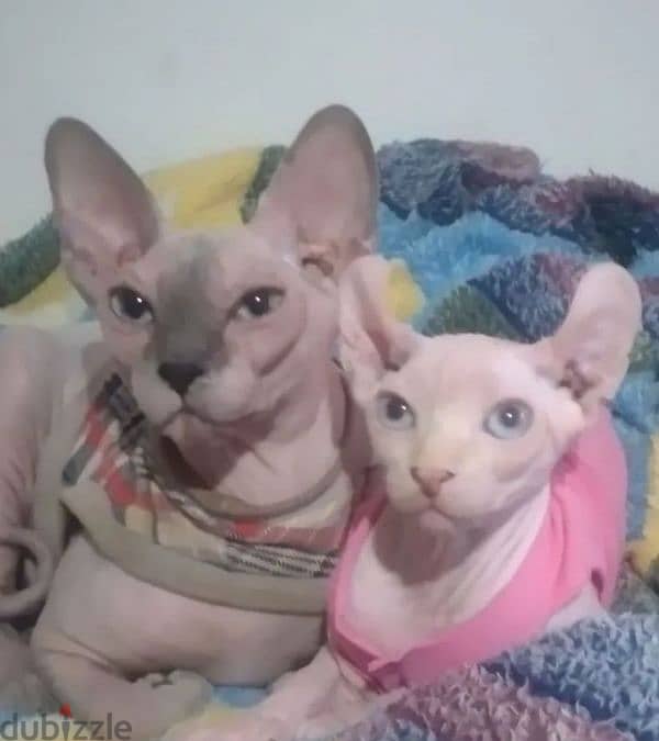 Candian sphynx Kitten female from Russia 3