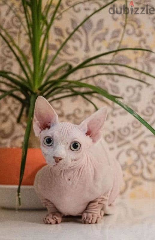 candian sphynx kitten bambino girl white white from Russia 0