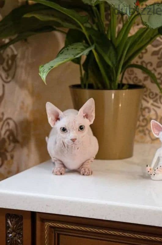 candian sphynx kitten bambino girl white white from Russia 1