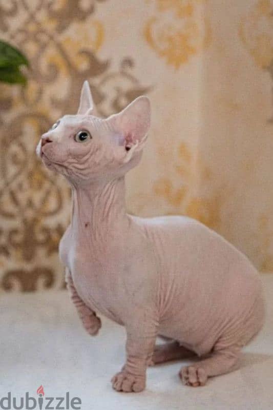 candian sphynx kitten bambino girl white white from Russia 2