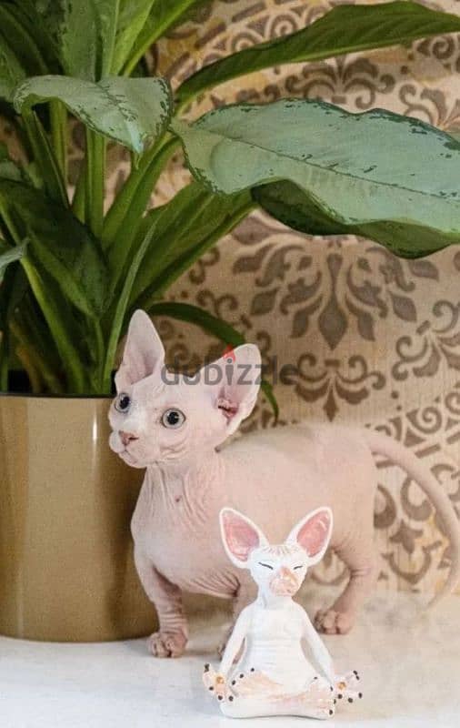 candian sphynx kitten bambino girl white white from Russia 3