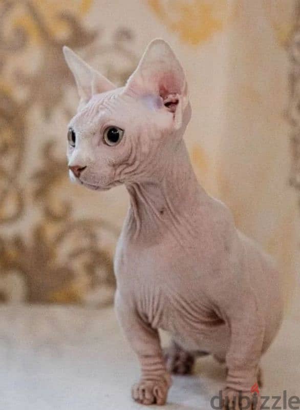 candian sphynx kitten bambino girl white white from Russia 4