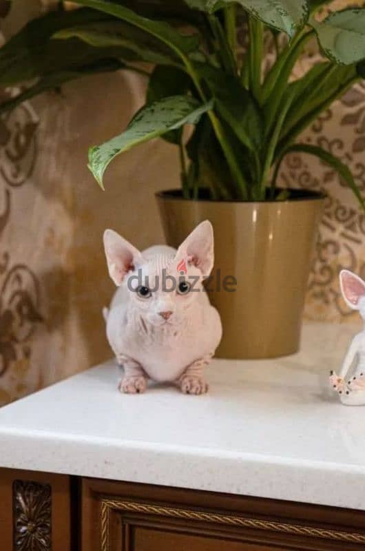 candian sphynx kitten bambino girl white white from Russia 5