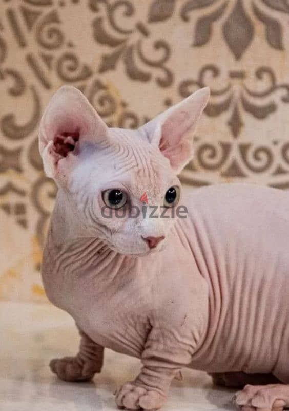 candian sphynx kitten bambino girl white white from Russia 6