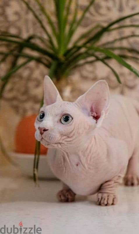 candian sphynx kitten bambino girl white white from Russia 7