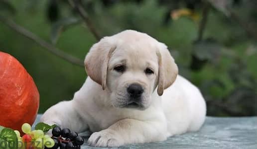 labrador puppies boys from Russia