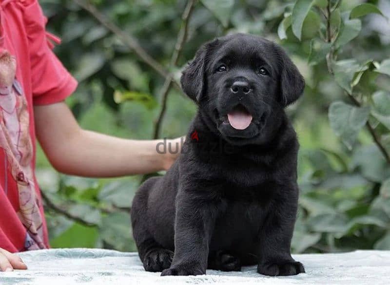 labrador puppies boys from Russia 1